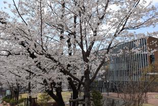 R7桜.JPG