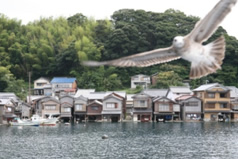 （遊覧船から見た舟屋風景）